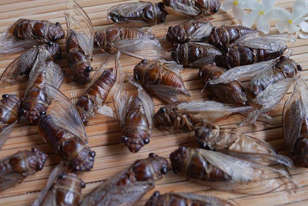Cigarras comestibles