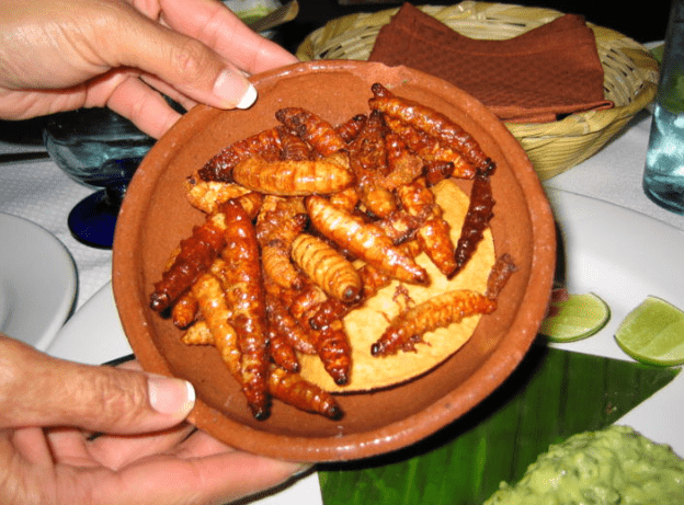 Gusano del agave