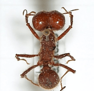 Hormiga siquisapa