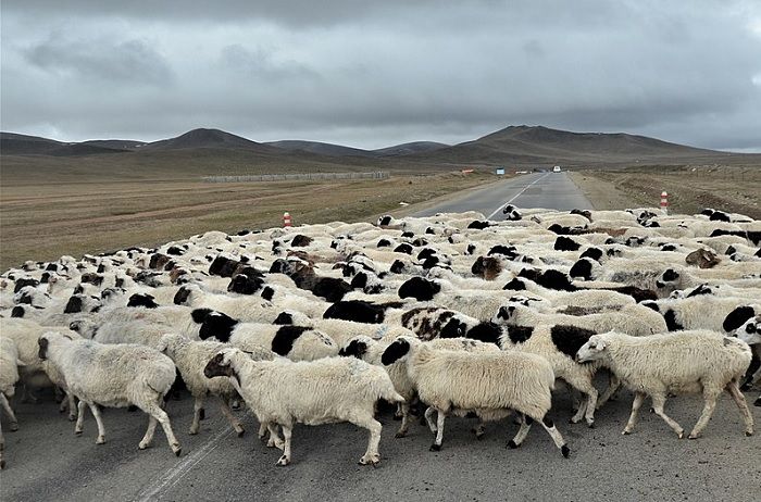 Ovejas en Mongolia