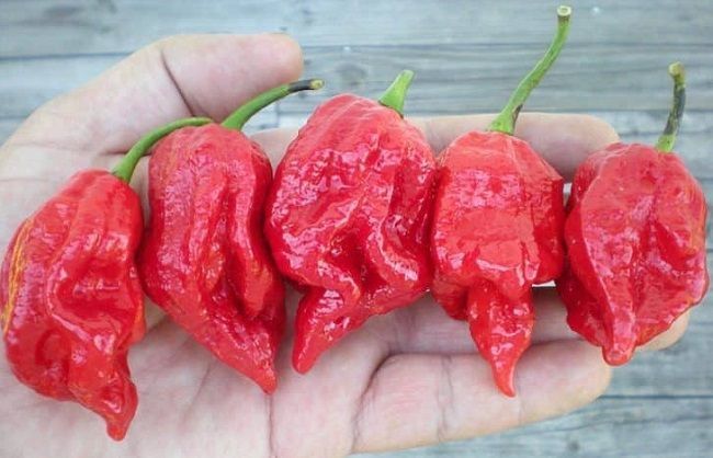 7 Pot Barrackpore
