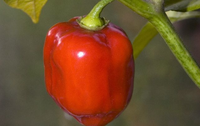 Red Savina Habanero