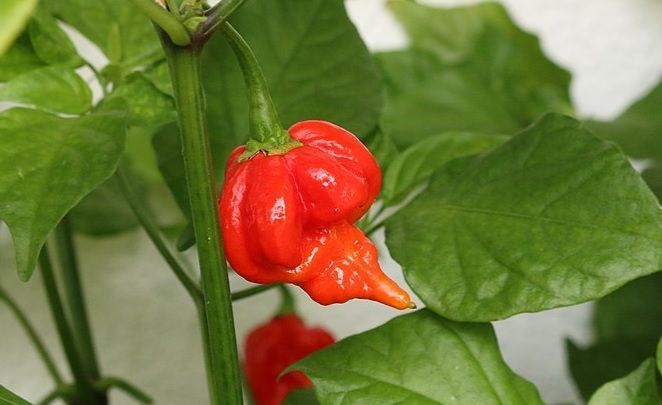 Butch T Trinidad Scorpion