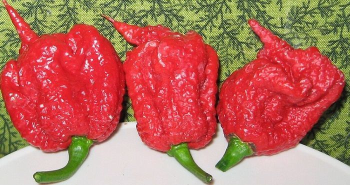 Carolina Reaper