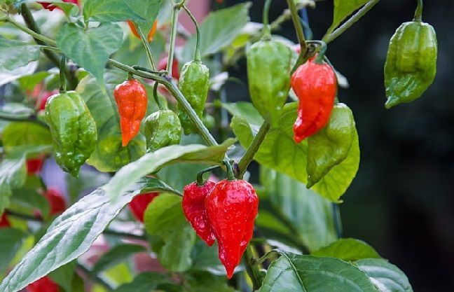 Bhut Jolokia (Chile Fantasma)