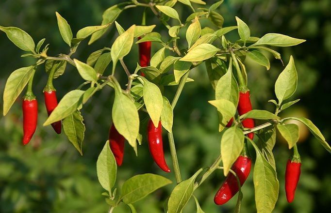Thai Chili