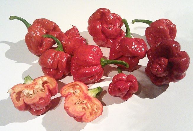 Trinidad Moruga scorpion